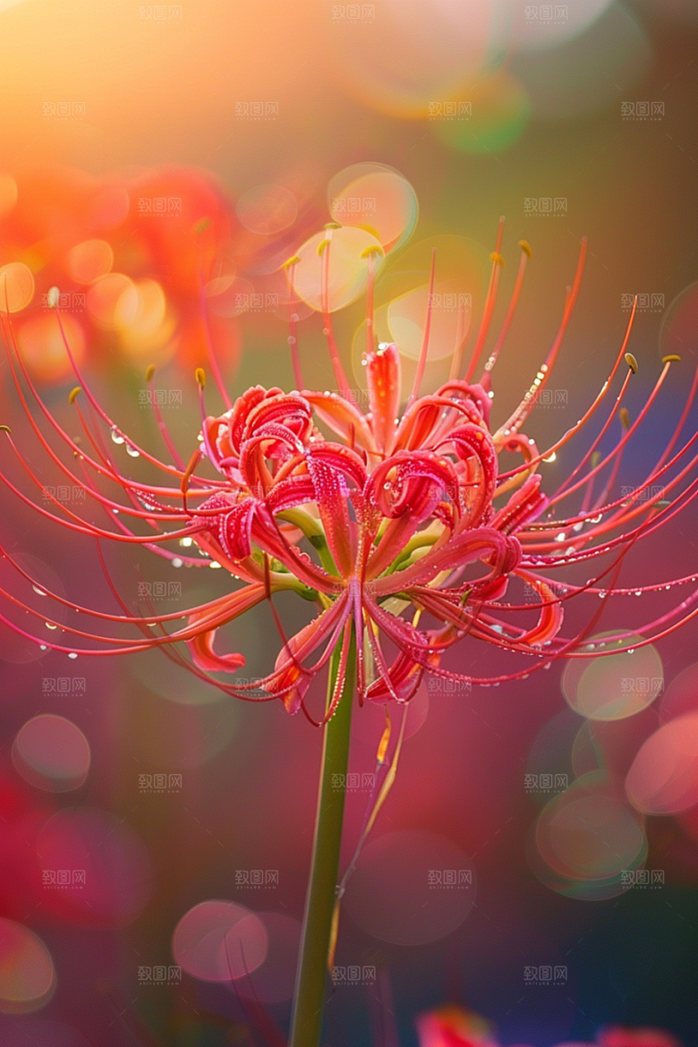 彼岸花花卉石蒜摄影图