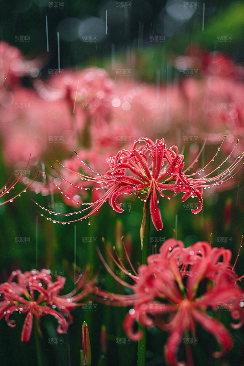 彼岸花花卉曼殊沙华摄影图