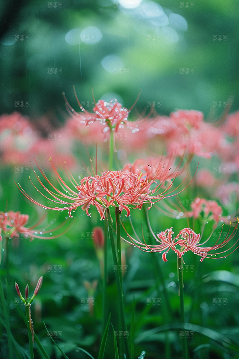 彼岸花初夏优雅摄影图