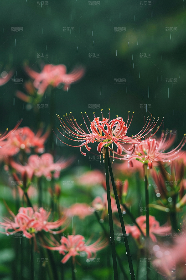 彼岸花高清石蒜摄影图