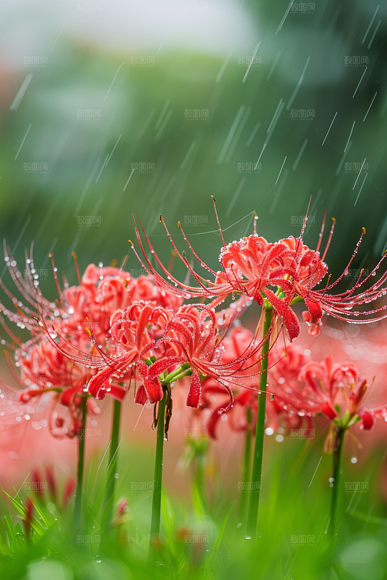 彼岸花花朵初夏摄影图