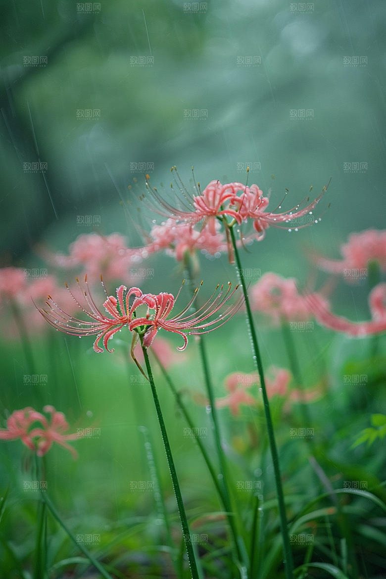 彼岸花花卉高清摄影图