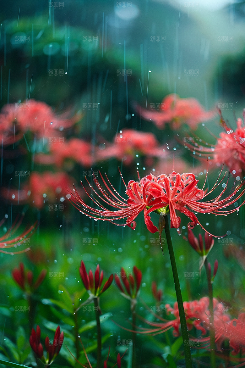 彼岸花高清花卉摄影图