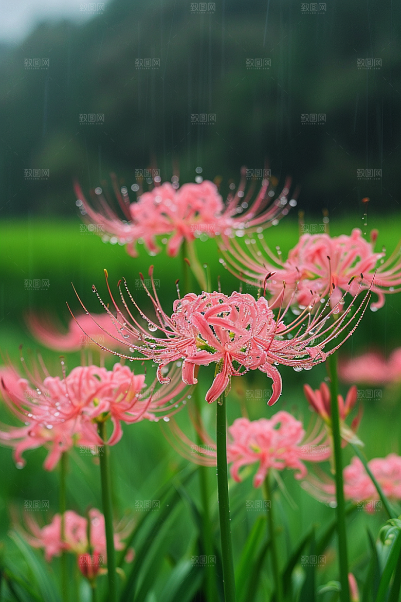 彼岸花花卉石蒜摄影图