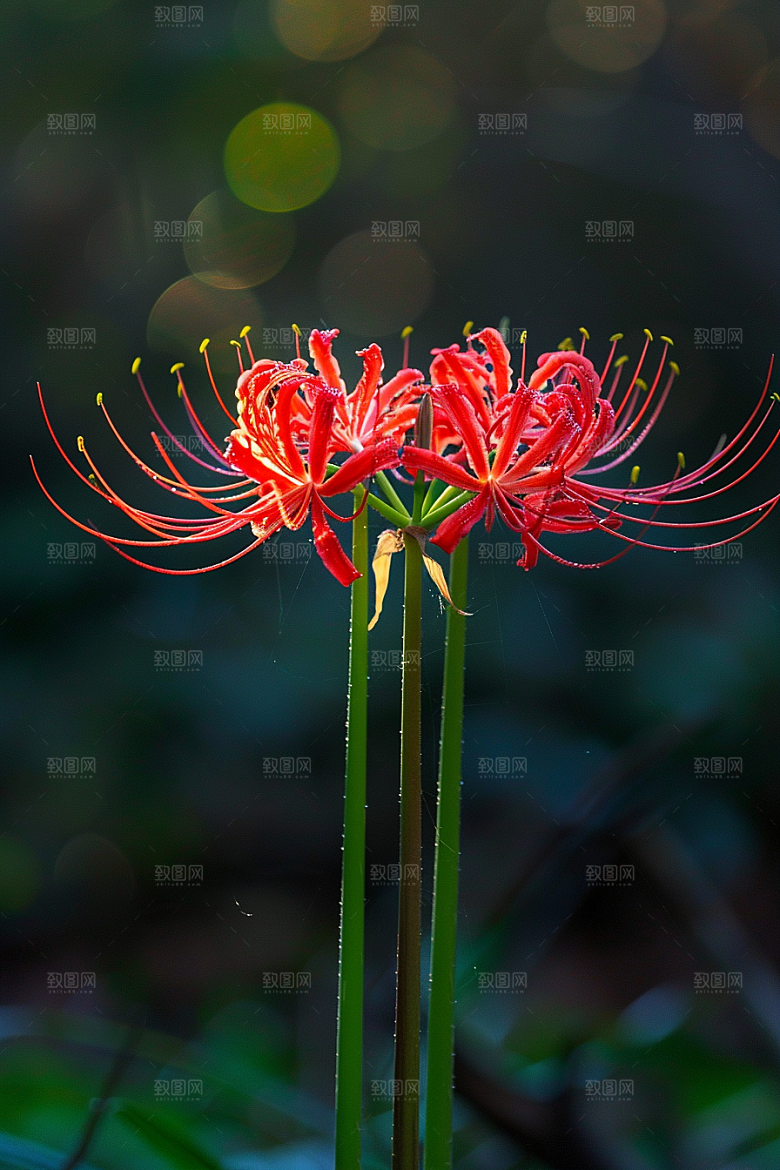 彼岸花特写石蒜摄影图