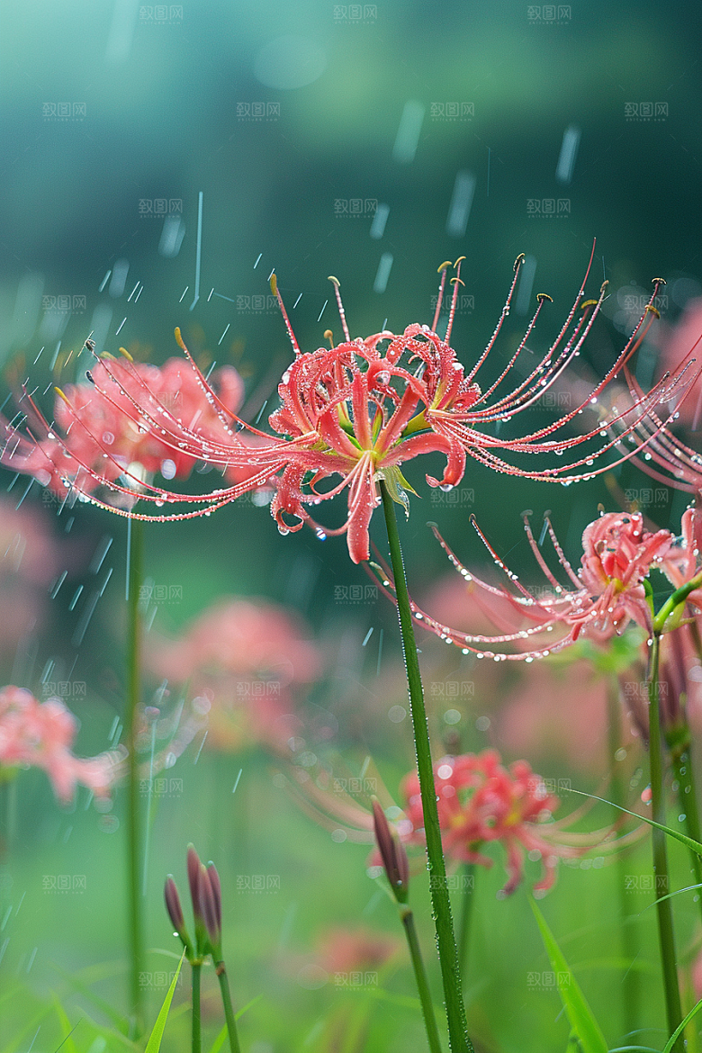 彼岸花冥界之花花卉摄影图