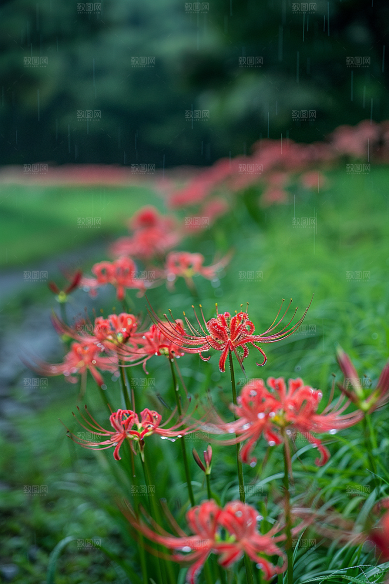 彼岸花高清特写摄影图
