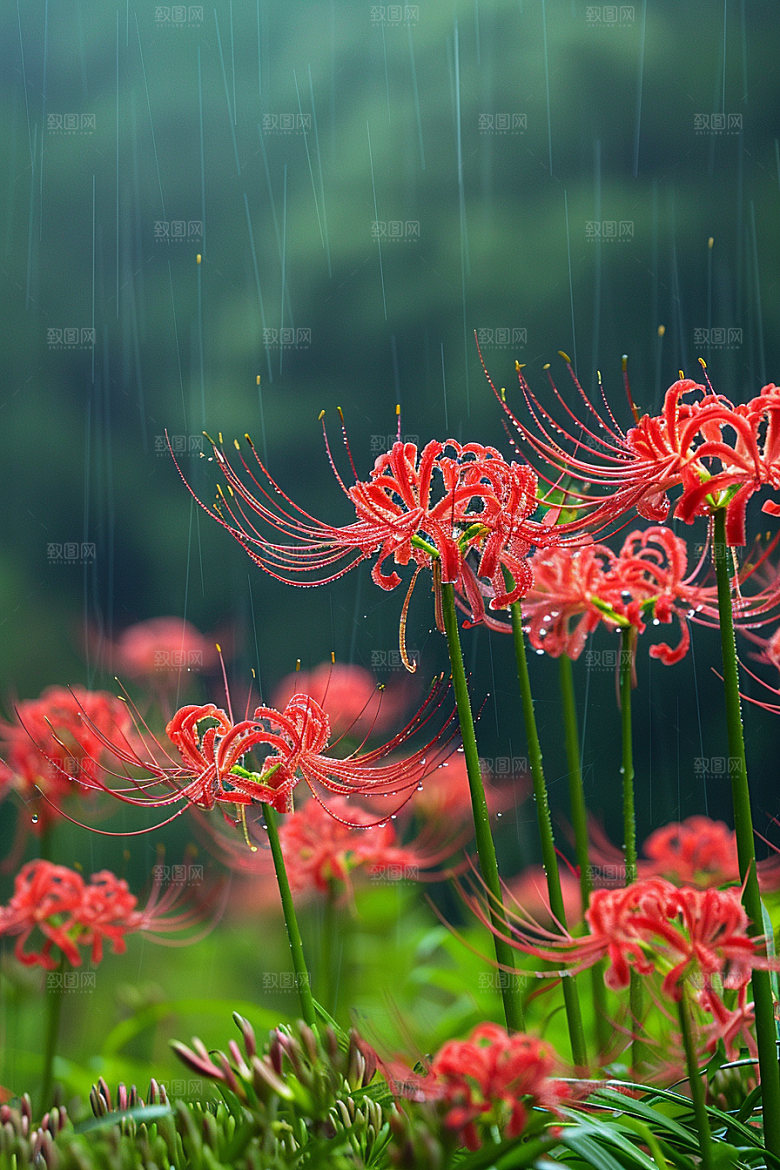 彼岸花曼殊沙华石蒜摄影图