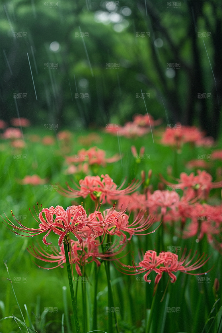 彼岸花花朵唯美摄影图