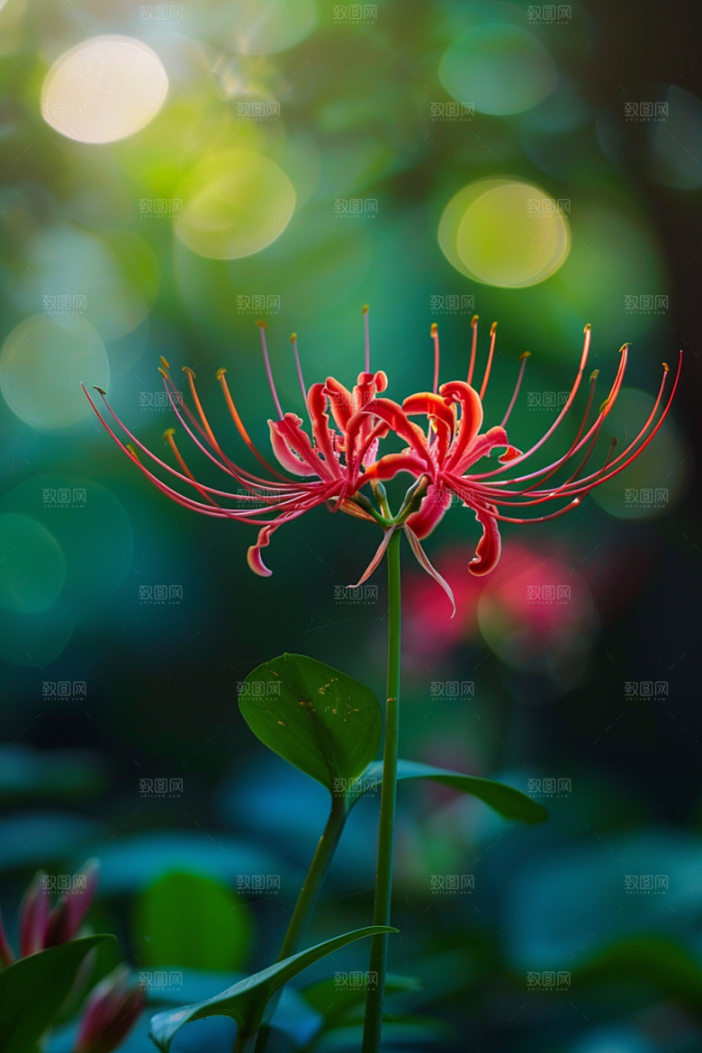 彼岸花优雅唯美摄影图