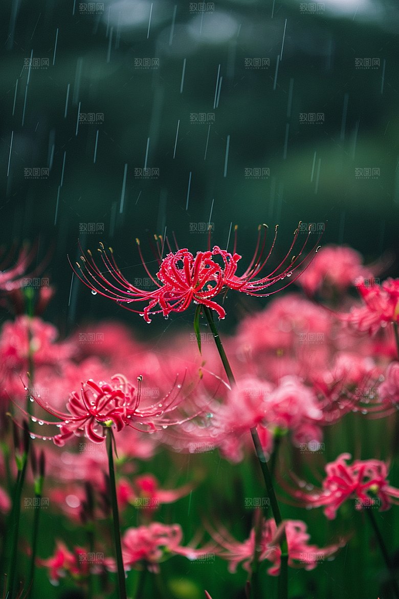 彼岸花花朵唯美摄影图