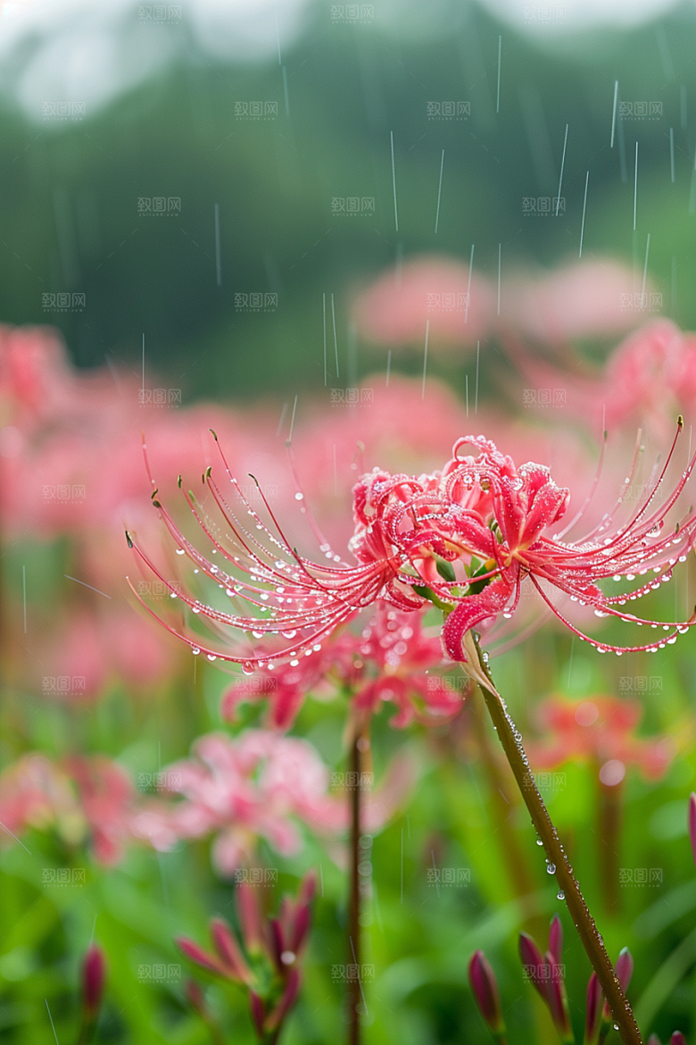 彼岸花曼殊沙华特写摄影图