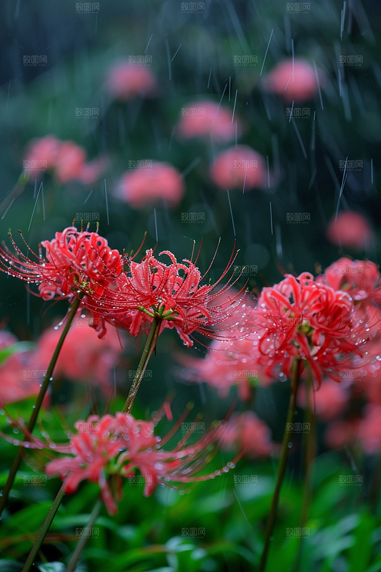 彼岸花高清植物摄影图