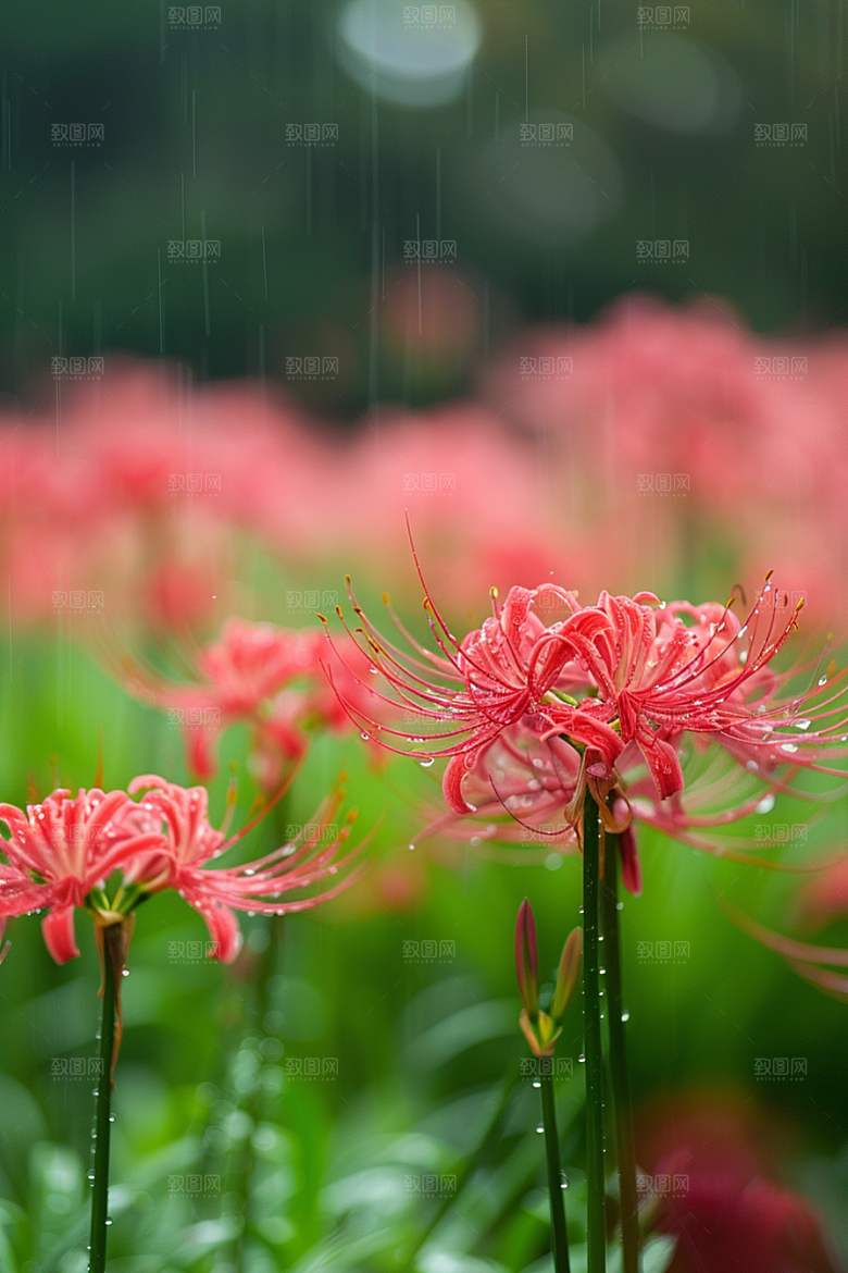 彼岸花曼殊沙华特写摄影图