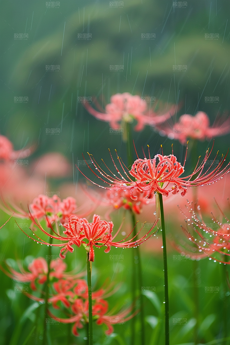 彼岸花花朵优雅摄影图