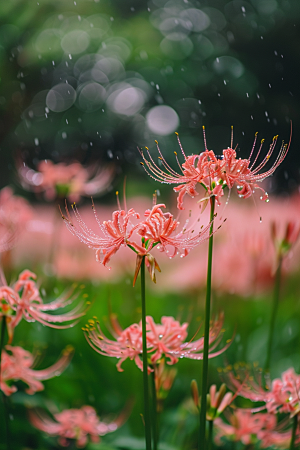 彼岸花自然花卉摄影图