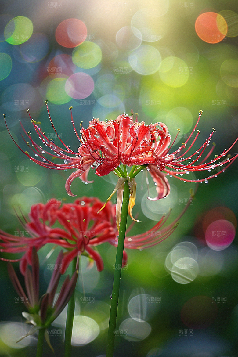 彼岸花花卉植物摄影图