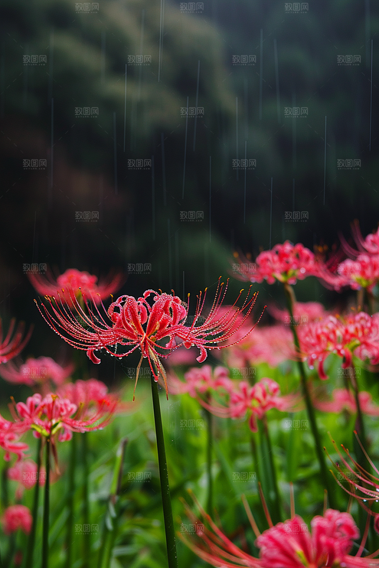彼岸花花卉初夏摄影图