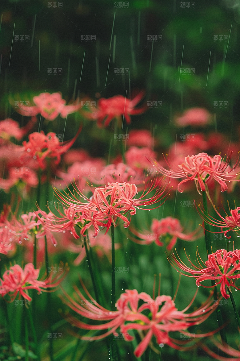 彼岸花高清花朵摄影图