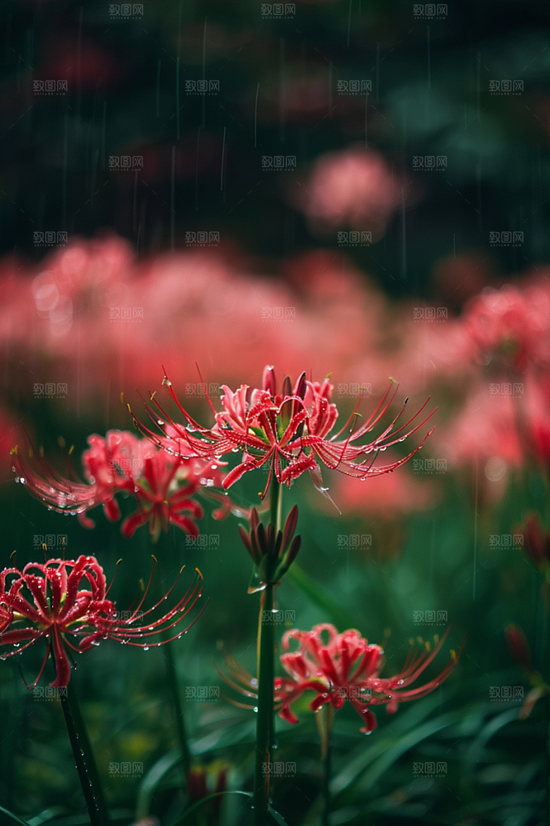 彼岸花曼殊沙华优雅摄影图