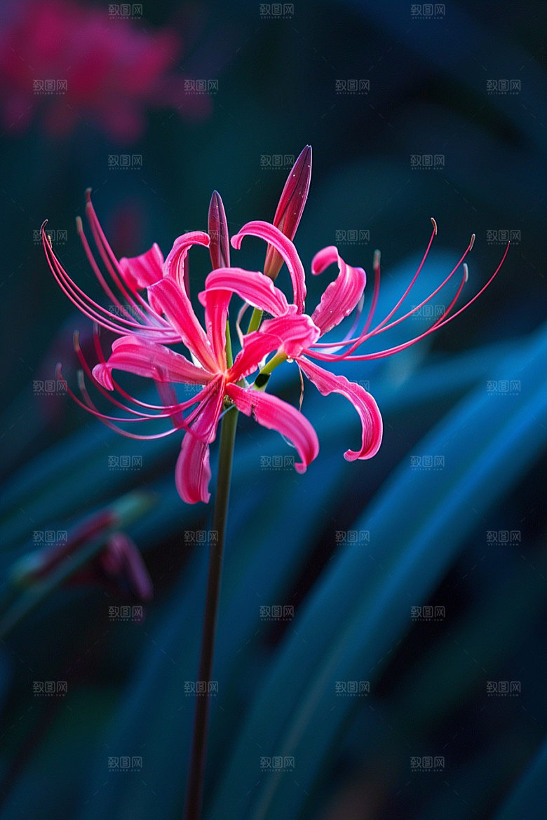 彼岸花植物特写摄影图