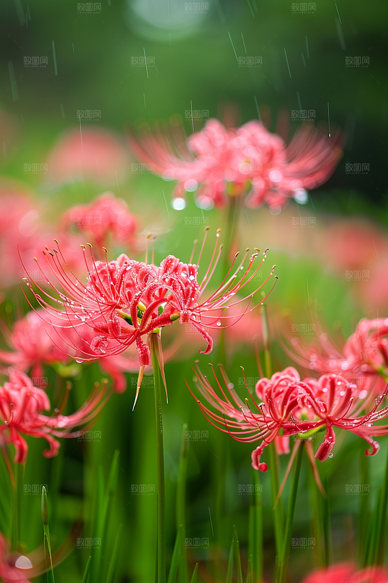 彼岸花高清植物摄影图