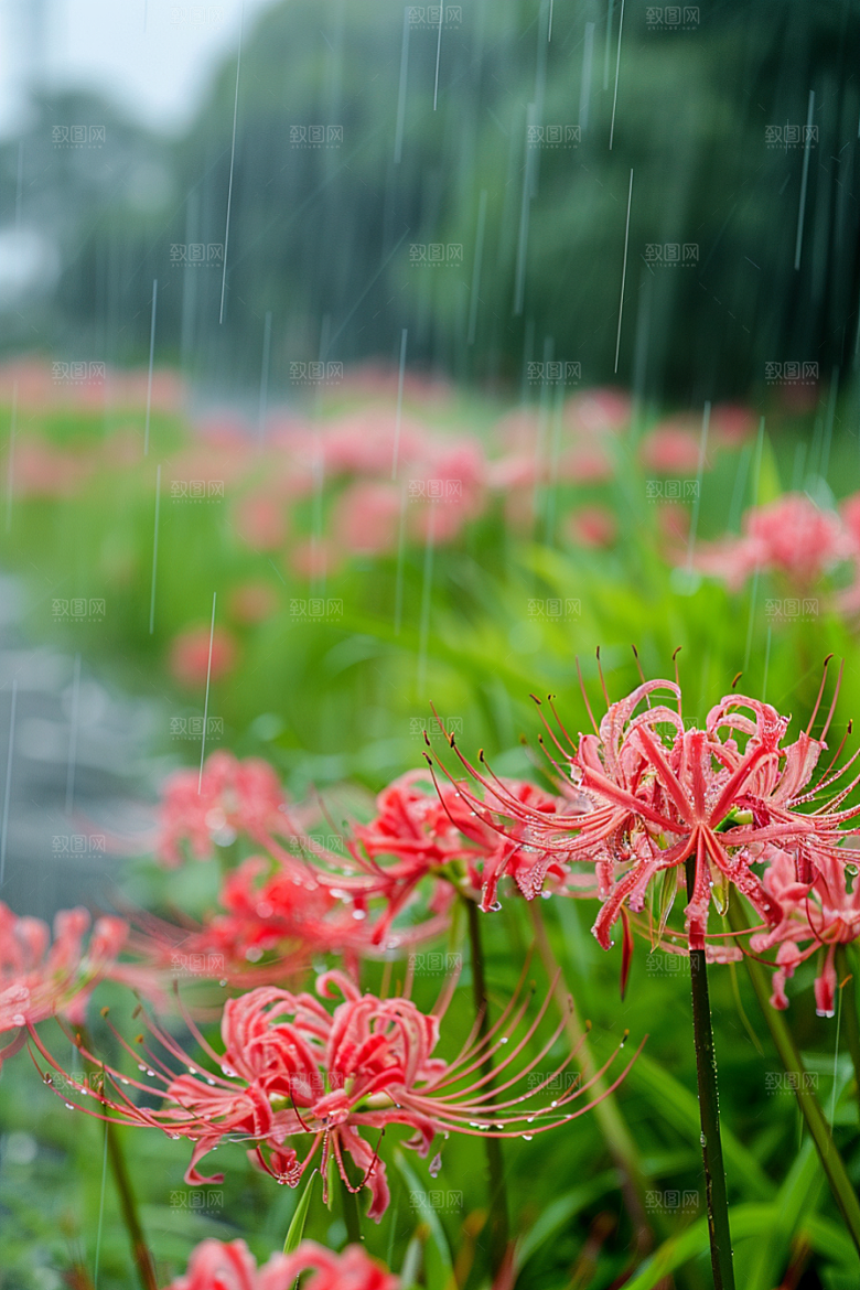 彼岸花曼殊沙华花朵摄影图