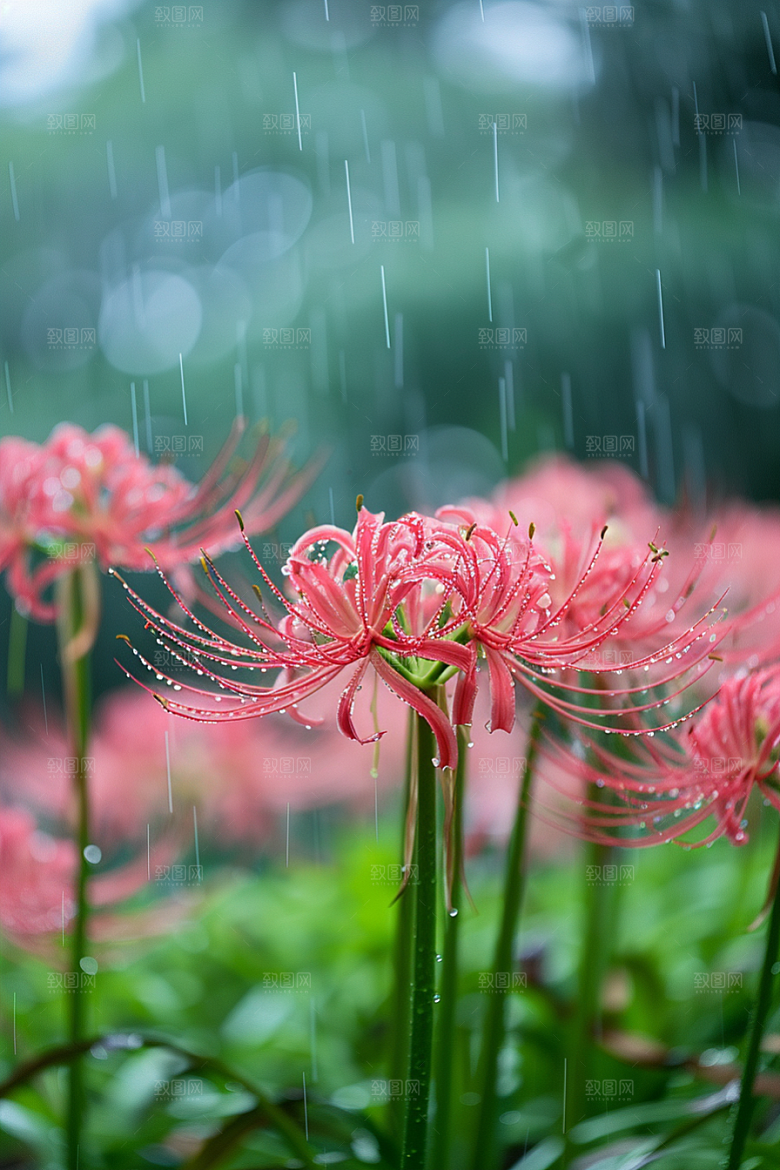 彼岸花优雅花朵摄影图