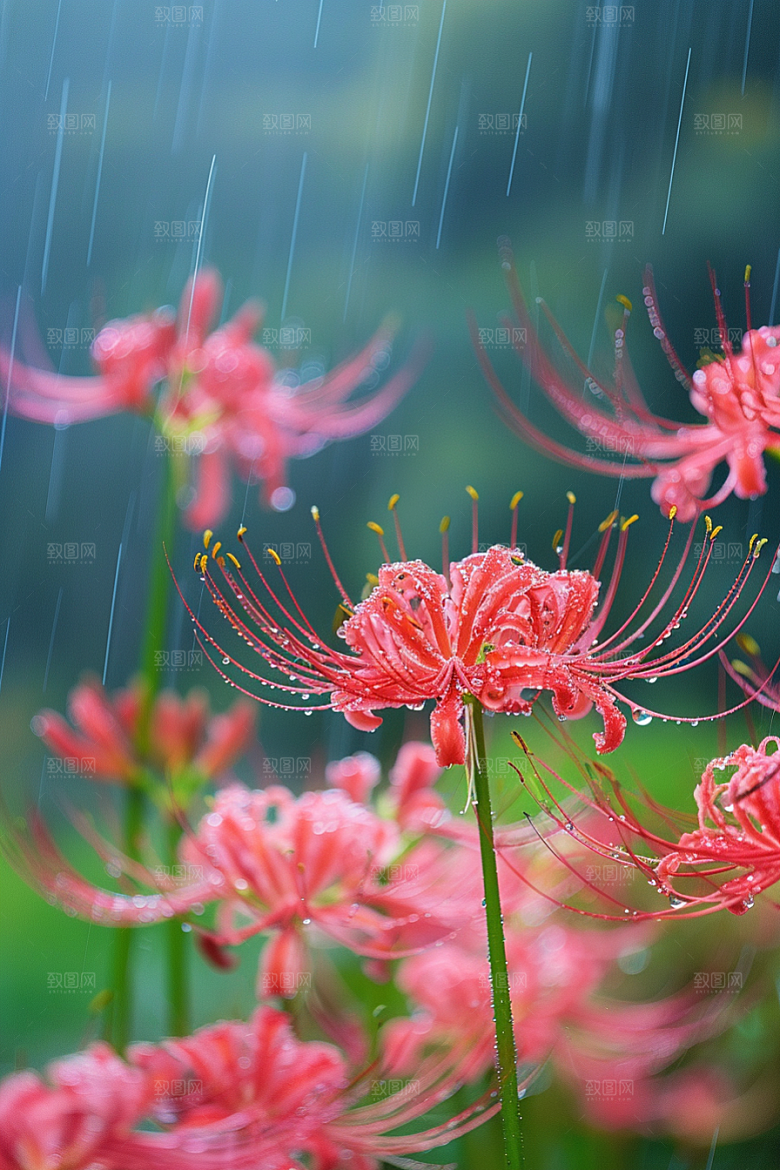 彼岸花花朵植物摄影图