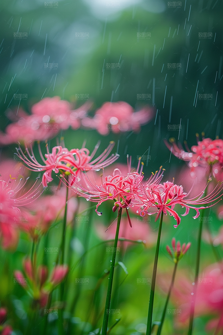 彼岸花高清花卉摄影图