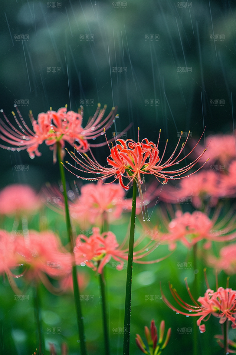 彼岸花花卉植物摄影图