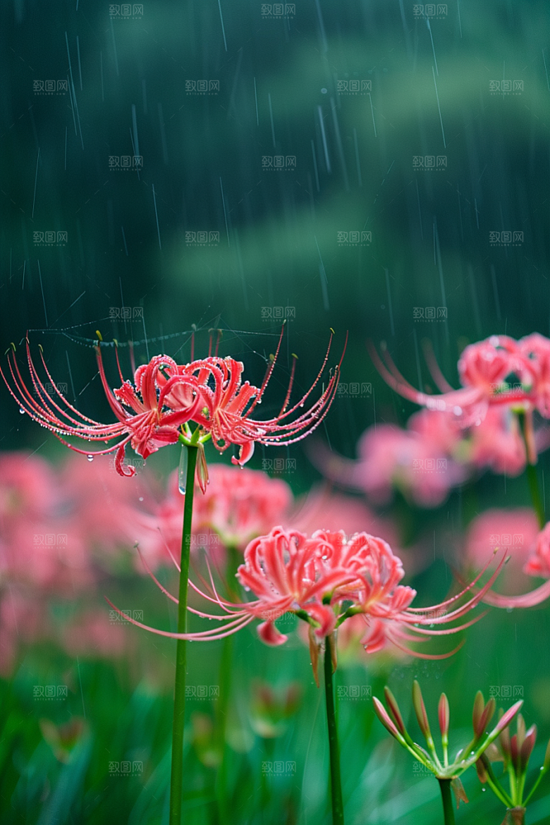 彼岸花特写自然摄影图