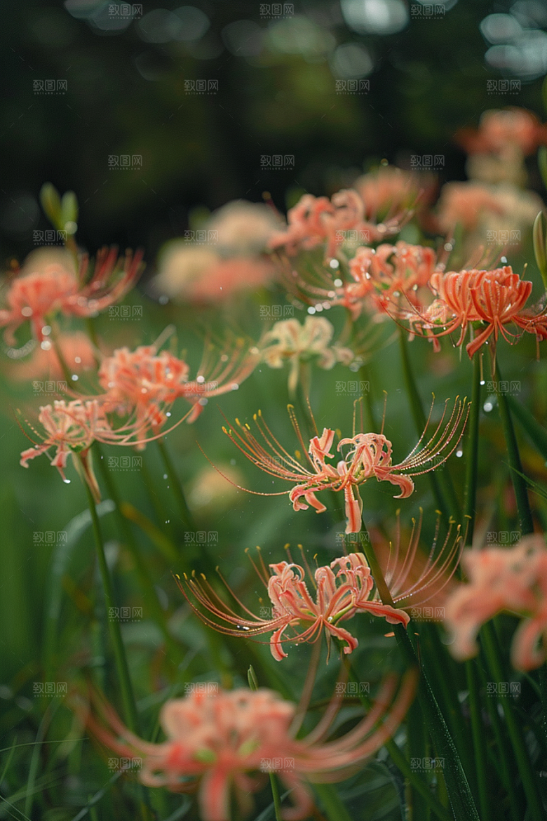 彼岸花植物花朵摄影图
