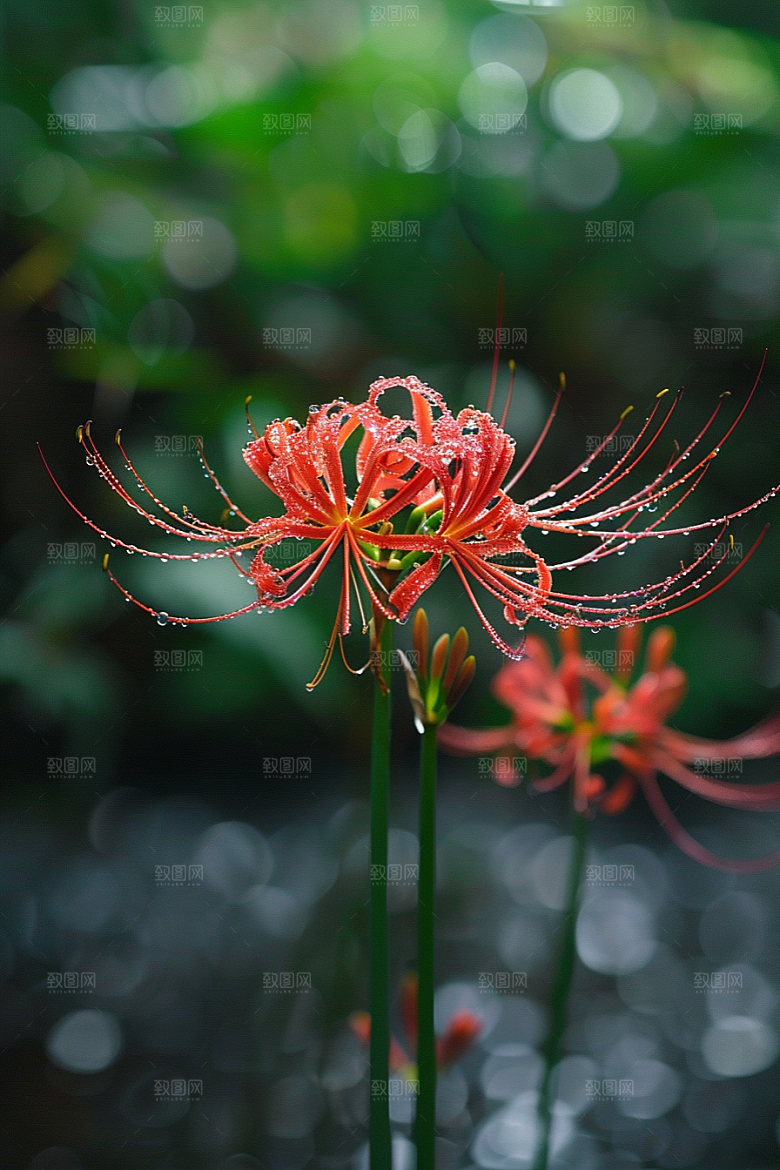 彼岸花特写冥界之花摄影图