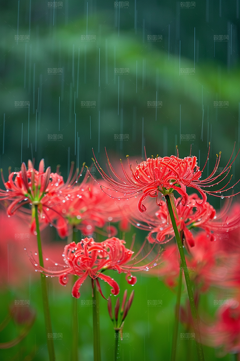 彼岸花植物石蒜摄影图