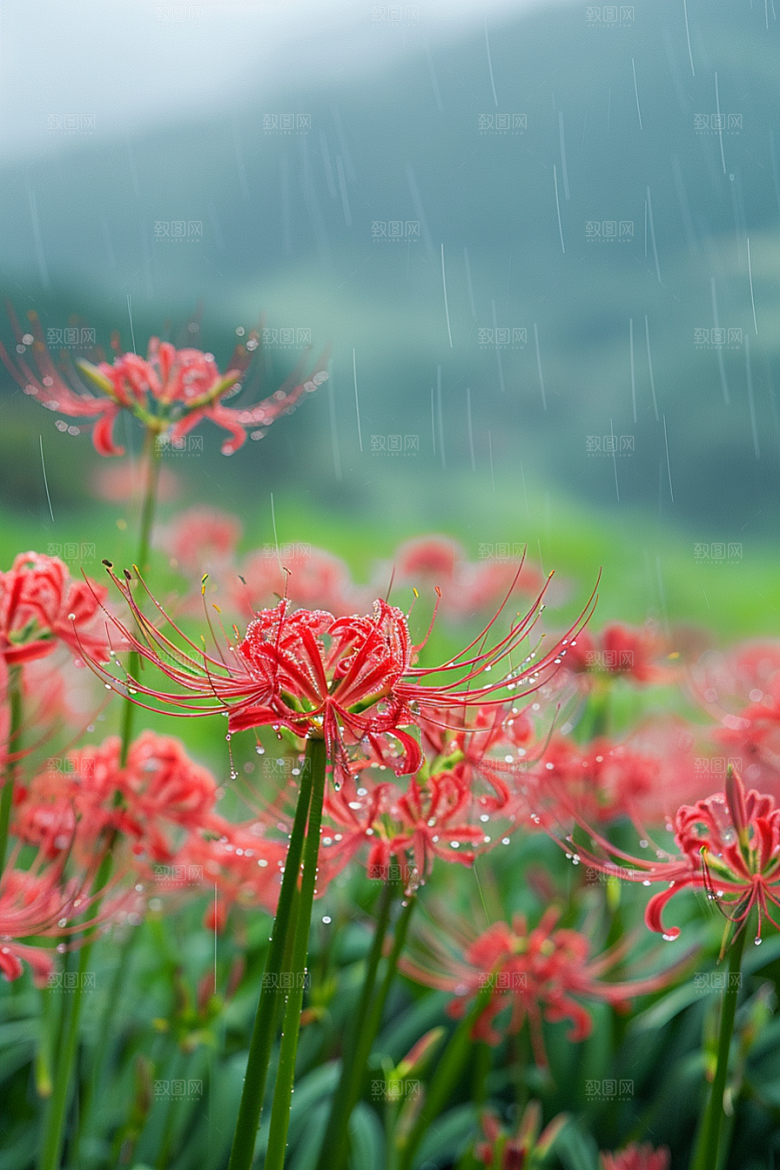 彼岸花石蒜花朵摄影图