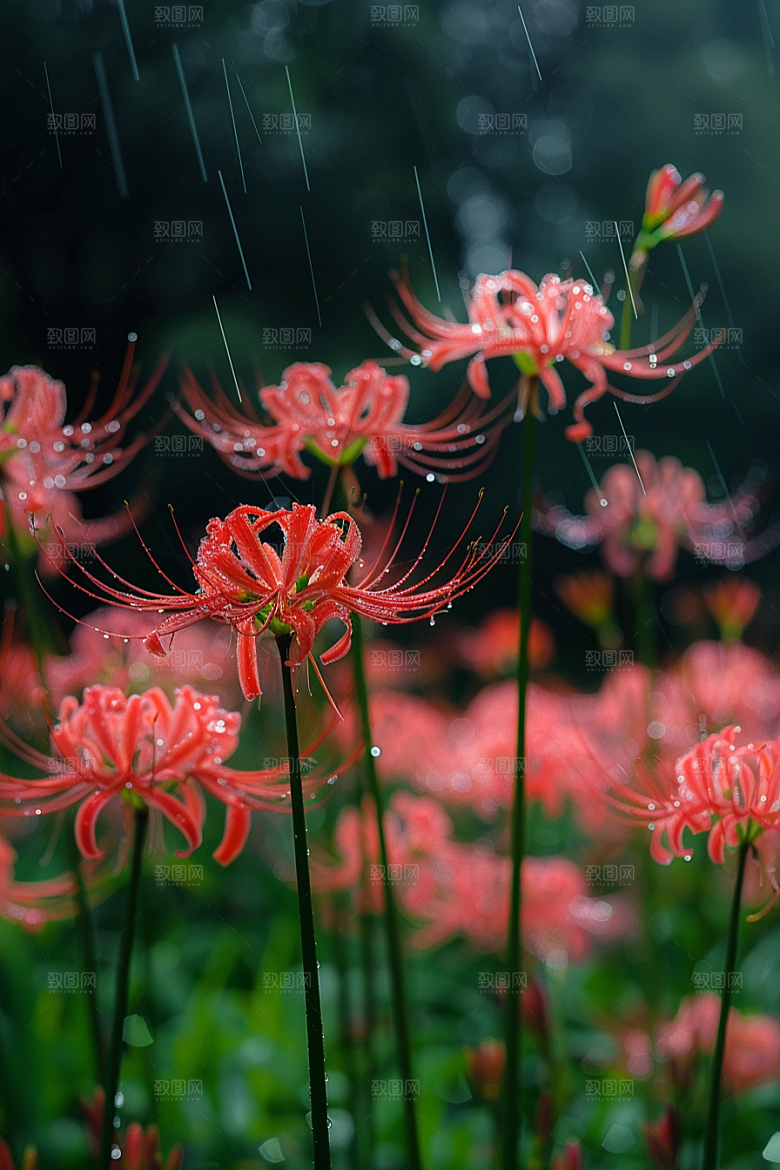 彼岸花植物花朵摄影图