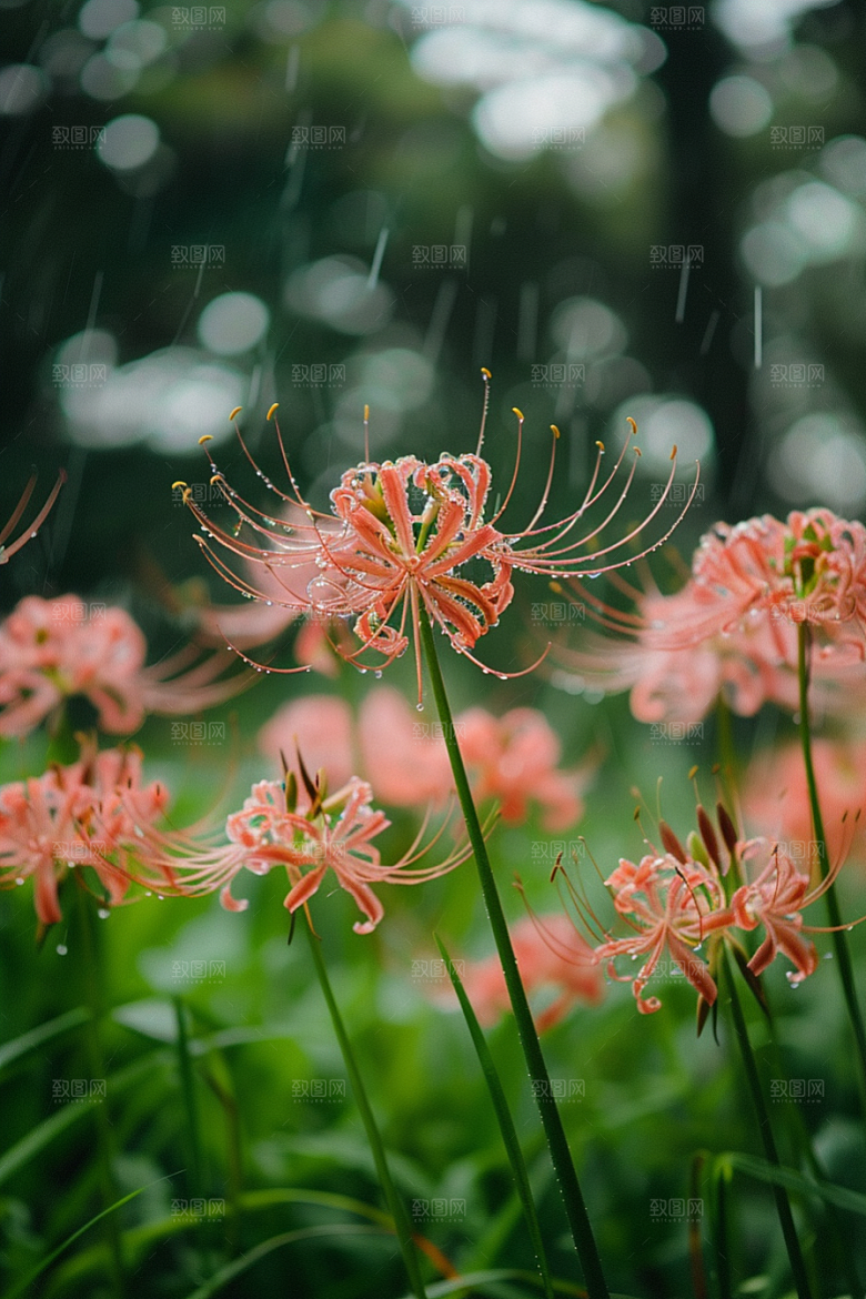 彼岸花植物高清摄影图