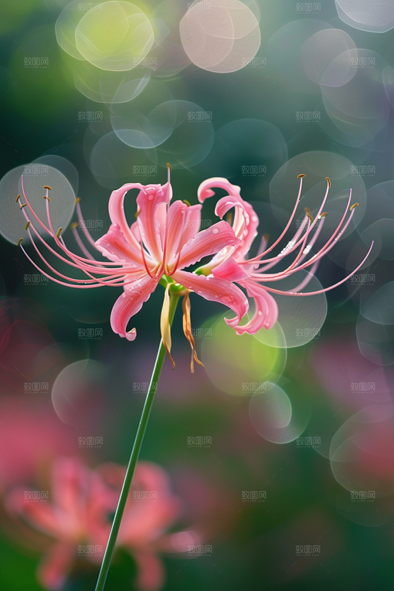 彼岸花特写植物摄影图
