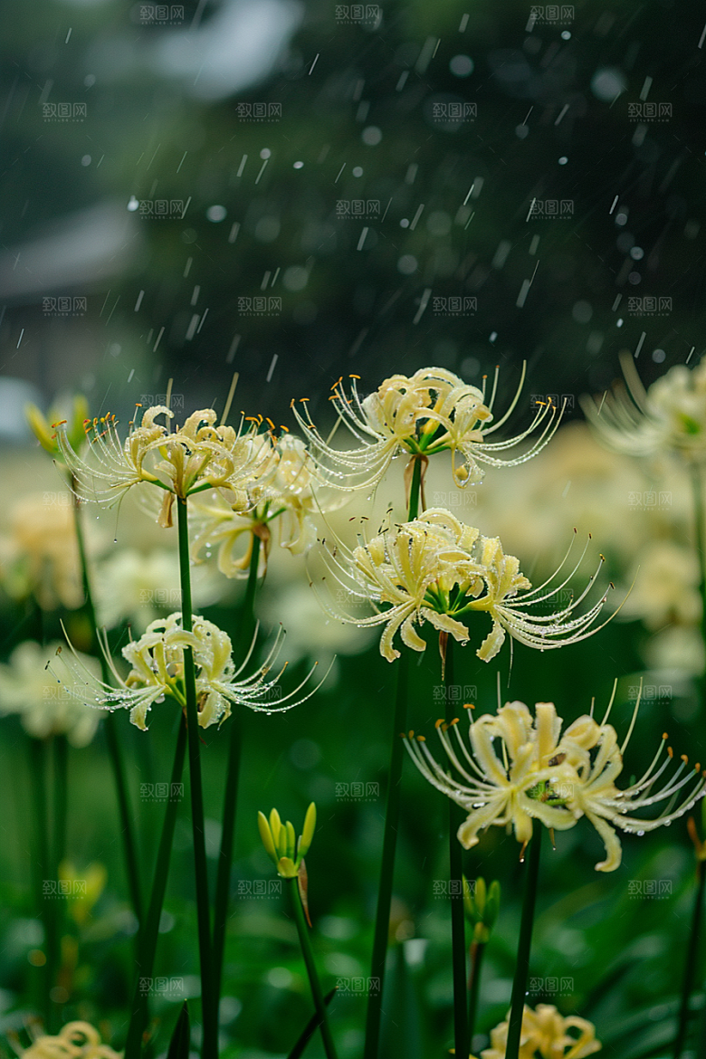 彼岸花花朵冥界之花摄影图