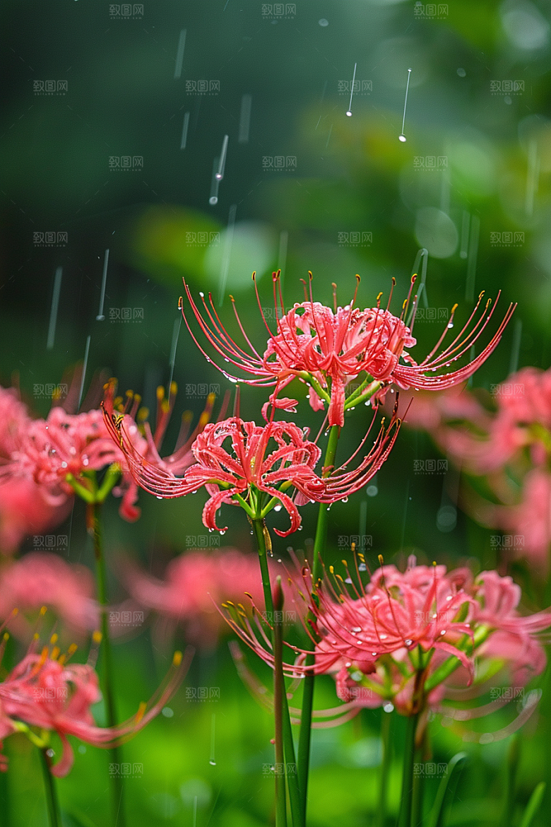 彼岸花优雅花朵摄影图