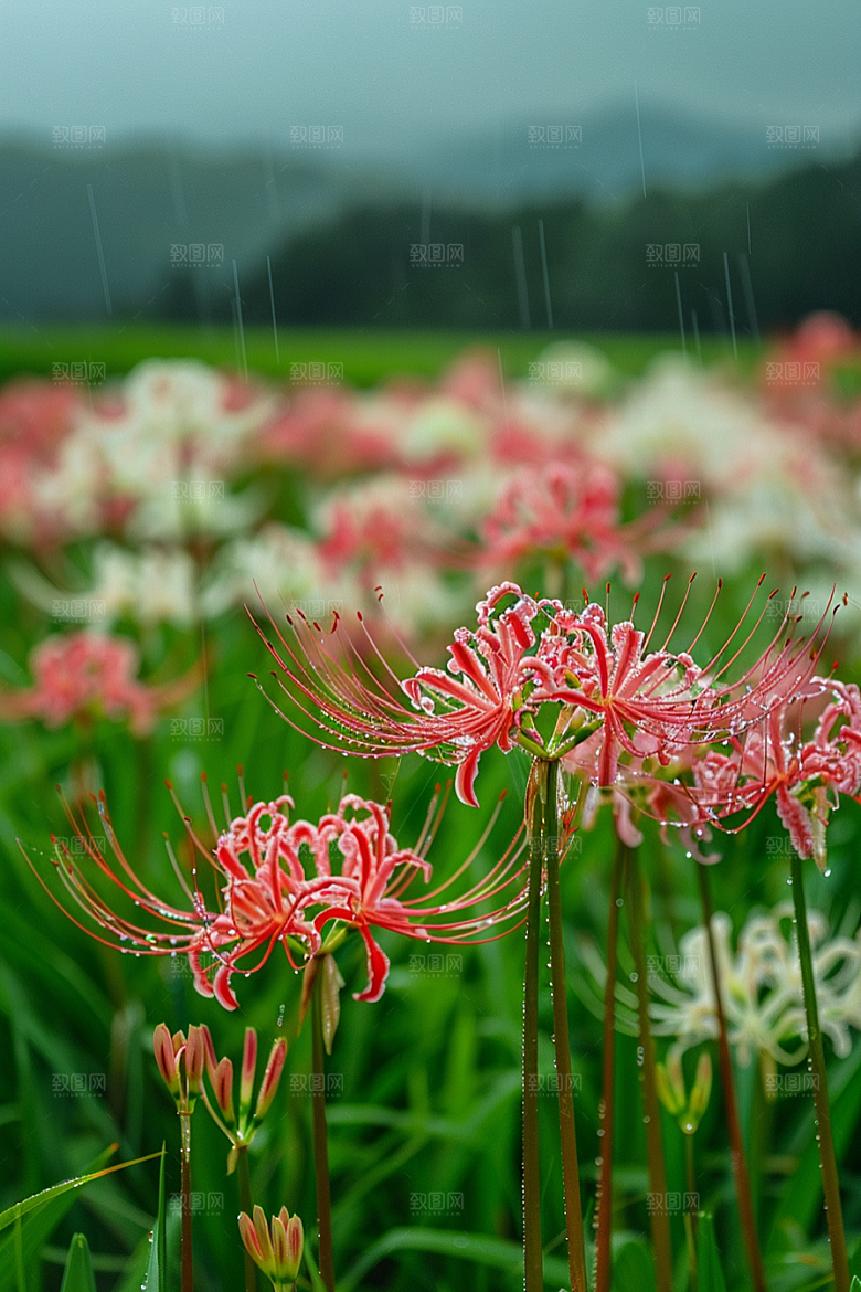 彼岸花花朵高清摄影图