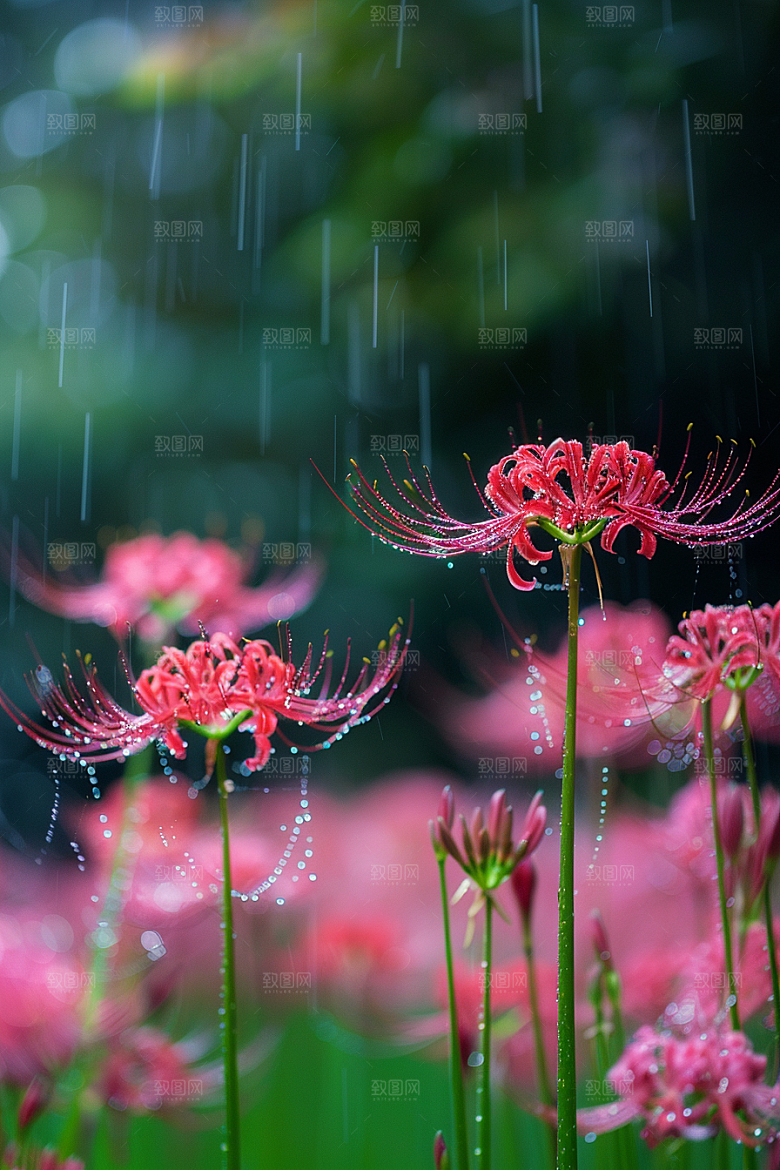 彼岸花植物花卉摄影图