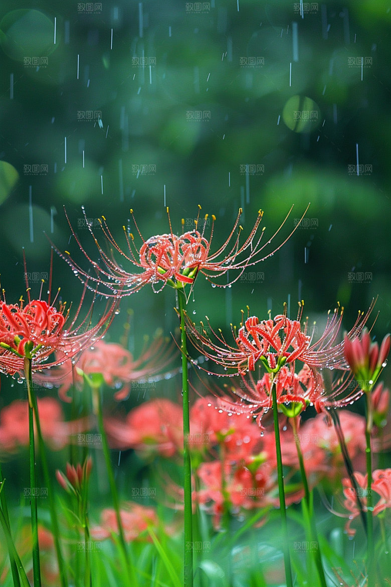 彼岸花曼殊沙华花朵摄影图