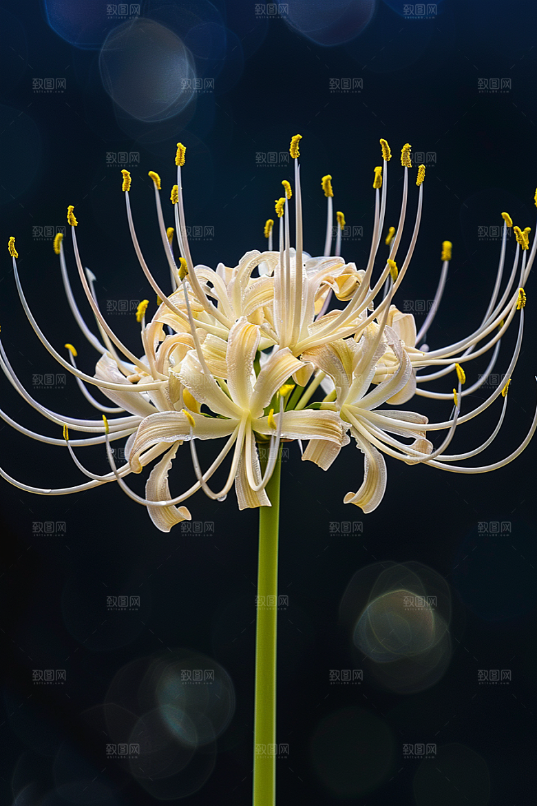 彼岸花曼殊沙华高清摄影图
