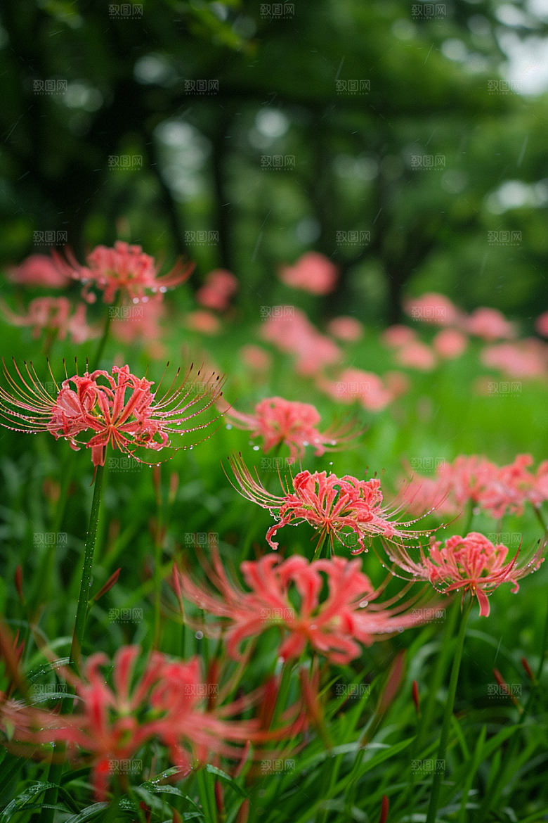 彼岸花初夏花朵摄影图