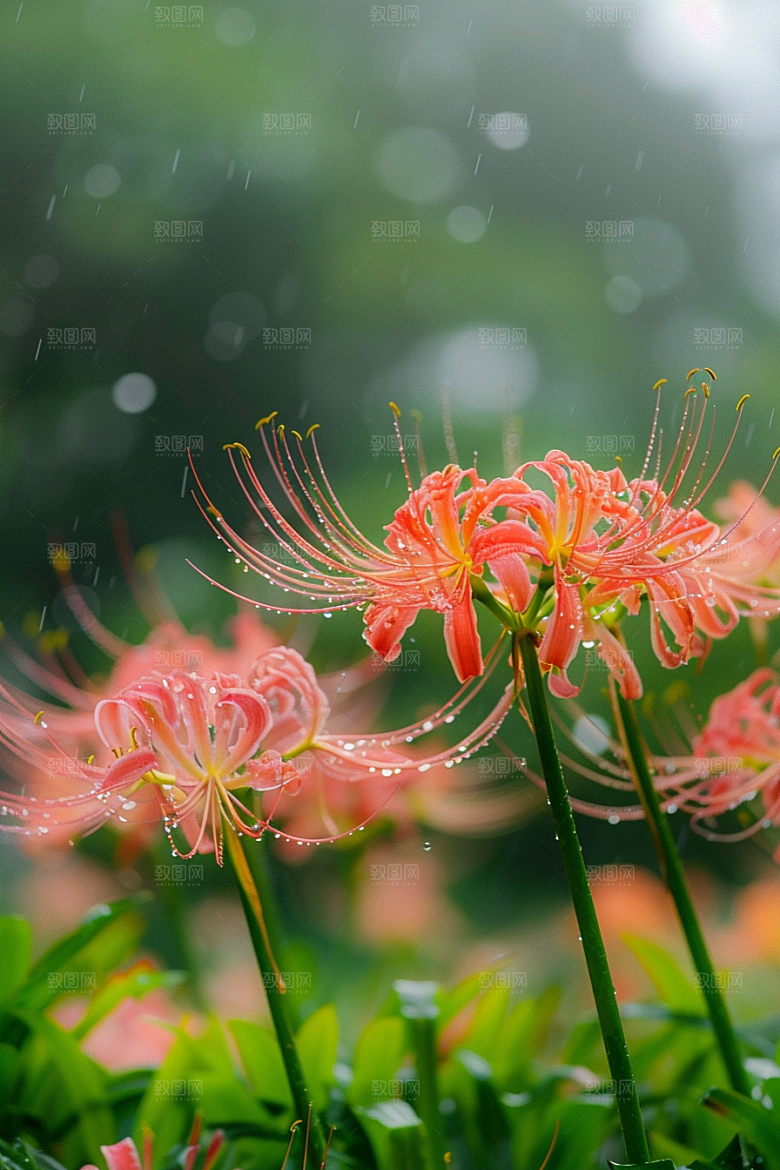 彼岸花花卉植物摄影图