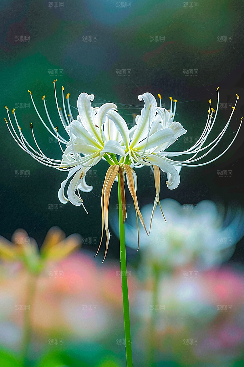 彼岸花特写高清摄影图