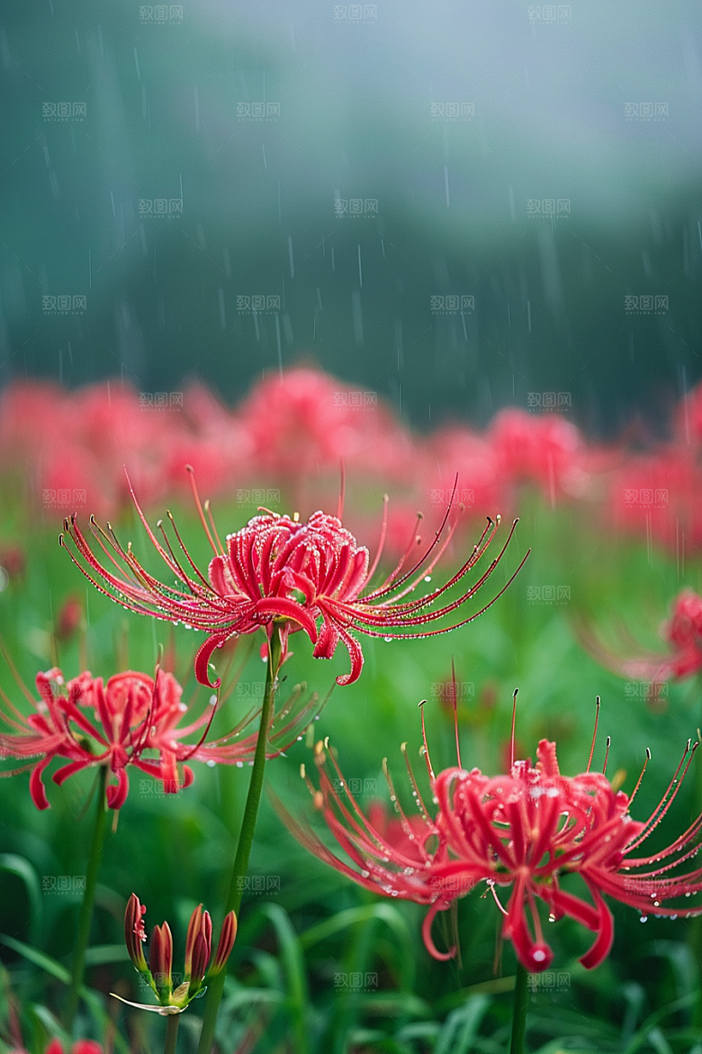 彼岸花唯美花朵摄影图