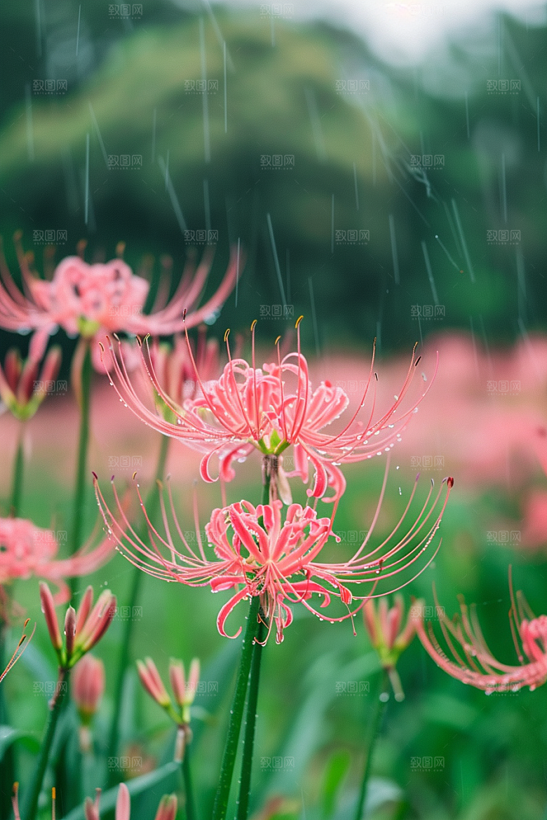 彼岸花特写曼殊沙华摄影图